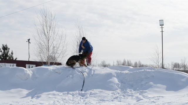 Дрессировка собак в Омске - ОЦССС