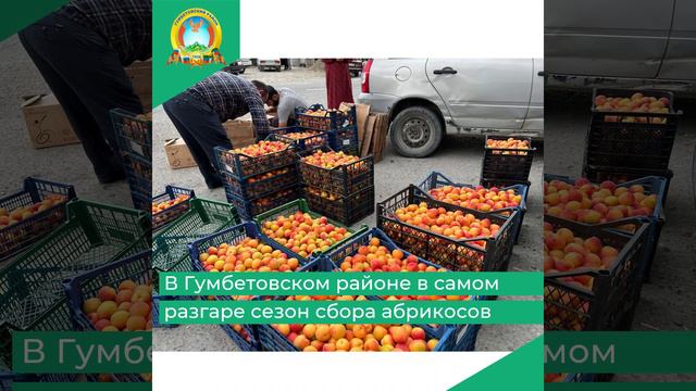 В Гумбетовском районе в самом разгаре сезон сбора абрикосов