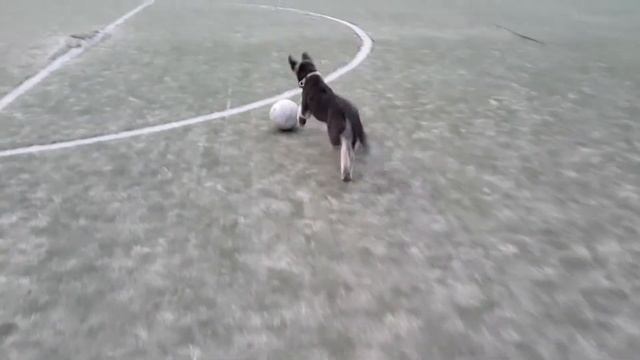 Щенок ВЕО 3 мес. Милош.