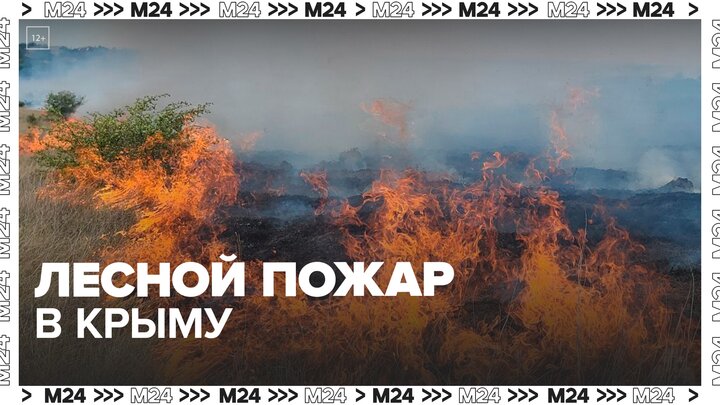 Лесной пожар вспыхнул на южном побережье Крыма - Москва 24