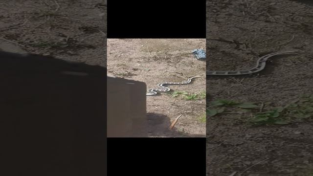VID_20240831_110825.mp4