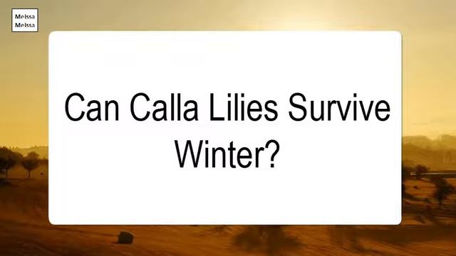 Can Calla Lilies Survive Winter