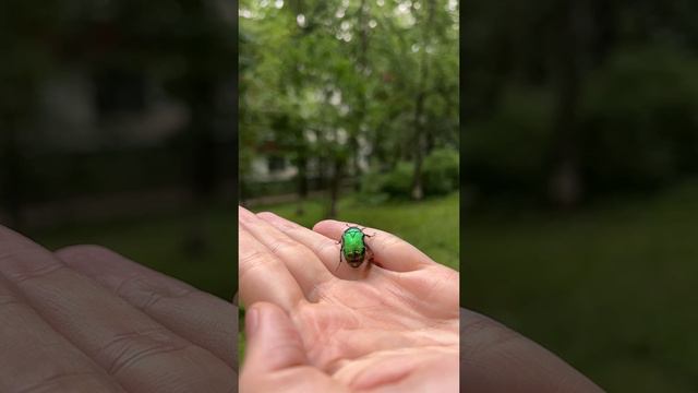 Полет Бронзовки. АСМР полета.
