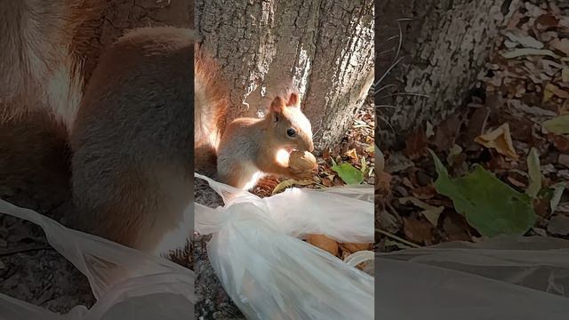 Белка достала орех из пакета и убежала с ним