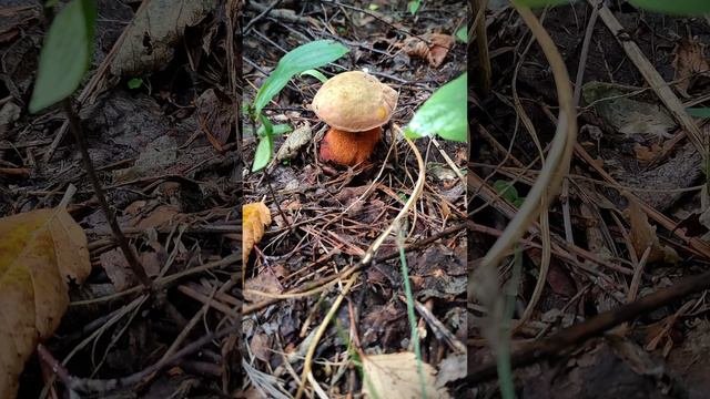 Грибная экскурсия