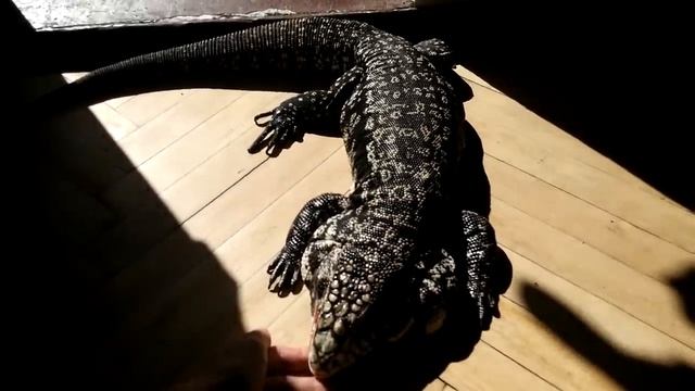 Почему не стоит заводить Тегу