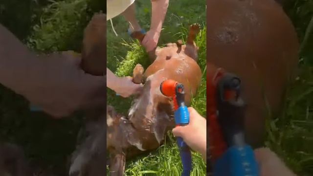 Мойка Толстой собаки #такса#он доволен