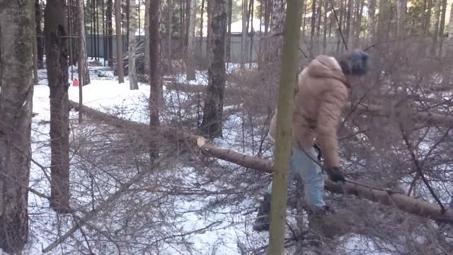 Вырубка деревьев и кустов