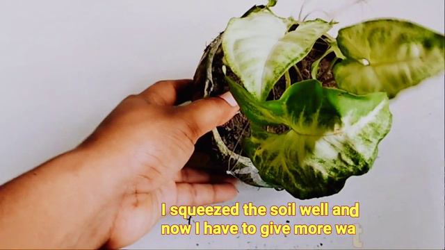 Syngonium plants care|hanging basket plant|syngonium or arrowhead plant indoors|Plants Kingdom|