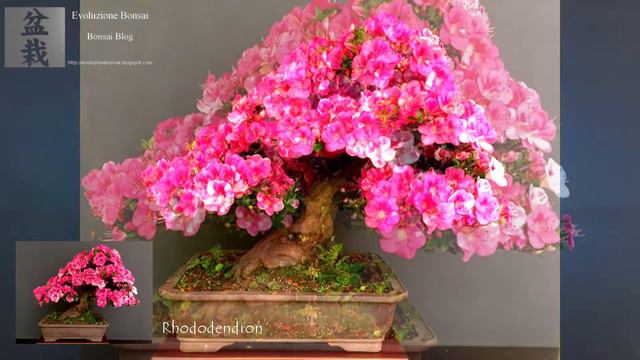 Nineteen Bonsai shoin and kifu from Francesco Forno's collection
