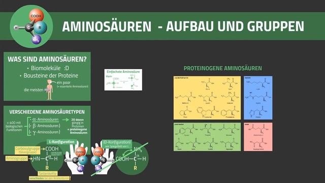 Aminosäuren: Aufbau Und Gruppen