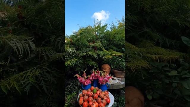 Тбилиси. Сад "Гардения Шеварднадзе". Сентябрь '23г.
