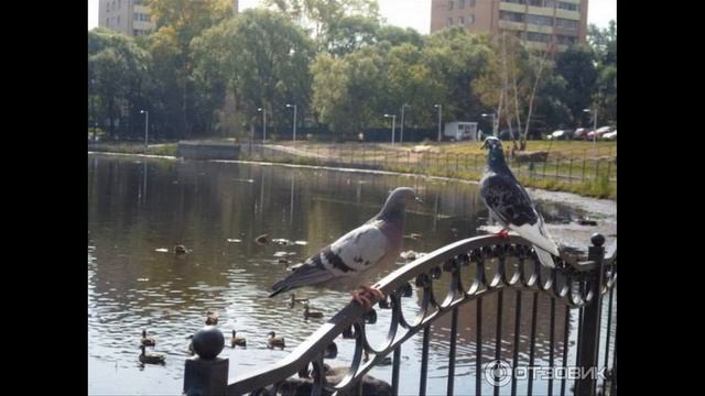 Прогулка по городу Пушкино от краеведческого музея до Нижней слободки.
