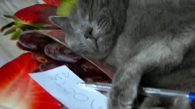 Привет от кОтиса КОСТЯ