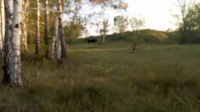 03.09.22 Приехала домой? Черные коровки ✨