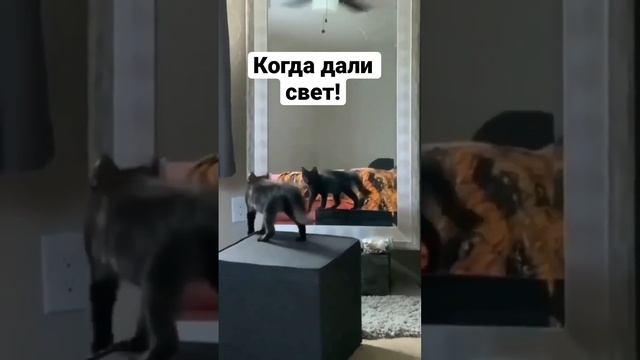Когда дали свет! Смешные животные! Кот обормот.