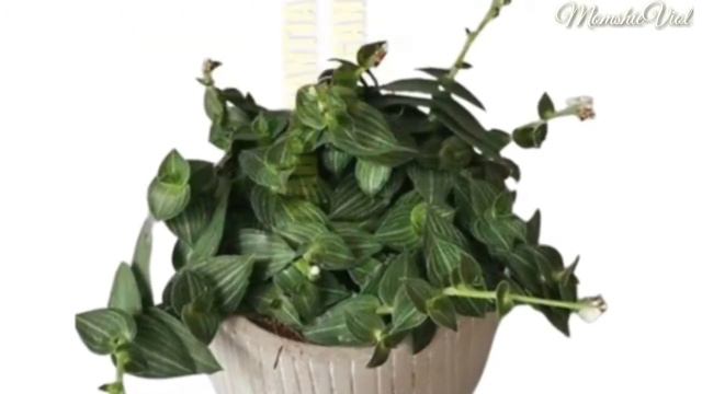 30 Wandering Jew Varieties