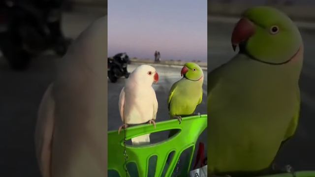 Милота