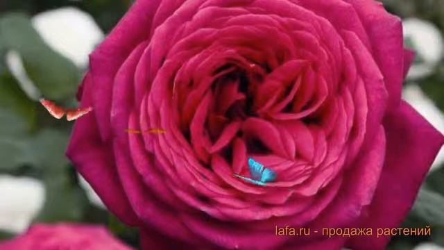 Роза чайно-гибридная Джорианда (rose hybrid tea) ? обзор: как сажать, саженцы розы Джорианда