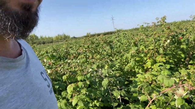Разные сорта малины можно ли сажать рядом?