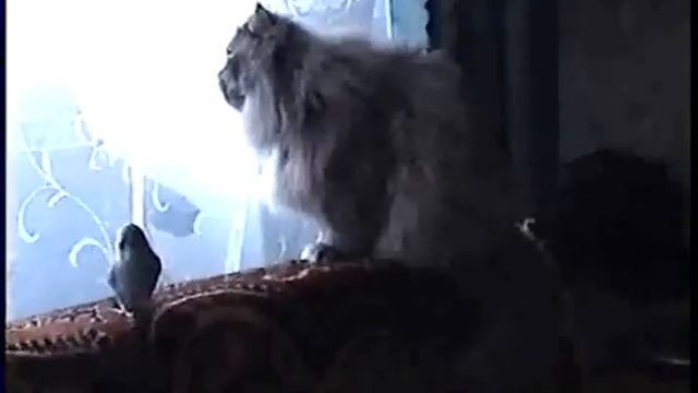Kуда смотрела кошка?