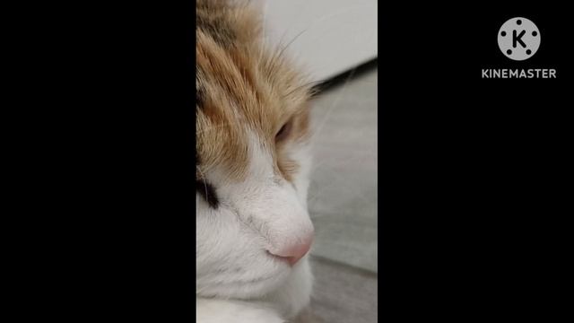 Котики отдыхают, а мы на работе 😡