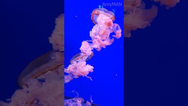 Музей медуз в Киеве, 20 июня 2021 год | ArnyMAN