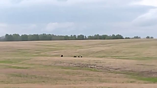 Медведицу с медвежатами заметили в поле рядом с селом Мохово Яшкинского округа.