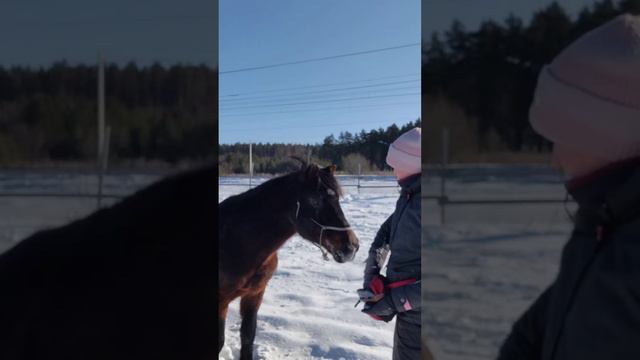 Первое занятие на кликер с лошадью