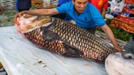 77 кг гигантской рыбы-колючки — 13000 $ — нарезка