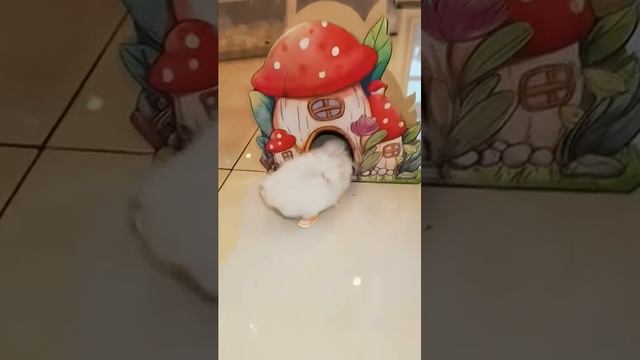 хомяк в шлёпках #хомяк