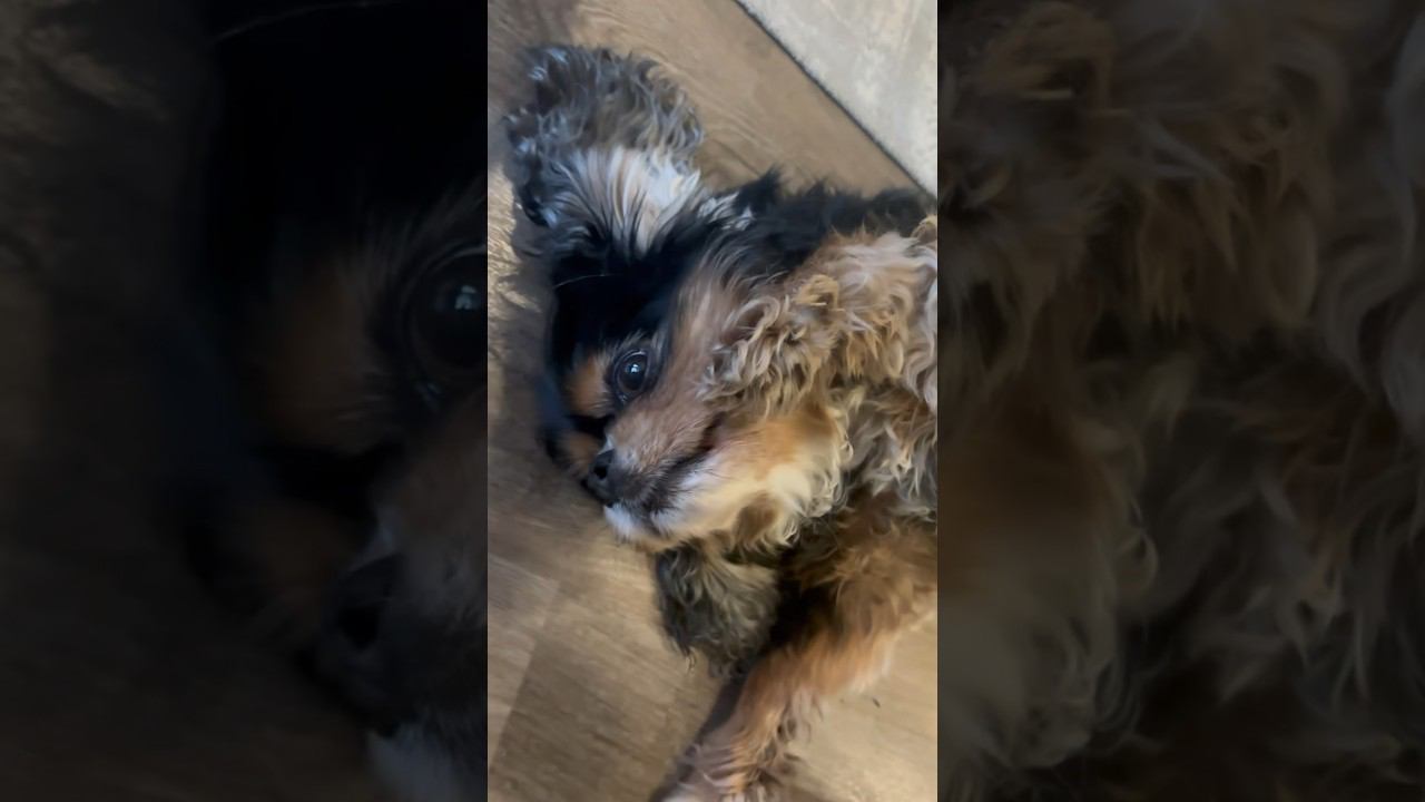#trending #ytshorts #dogs #doglover #cute #reels #song #dogowner #cavalierspaniel #trend