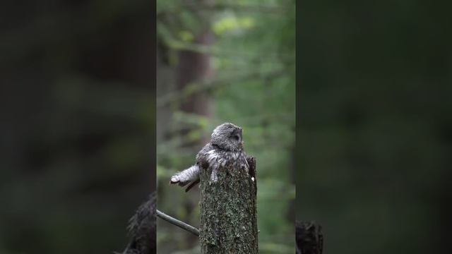 Мама-сова прикрывает совят своим телом во время холодного дождя
