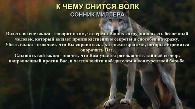 К чему снится волк. Сонник Миллера. Толкование снов.