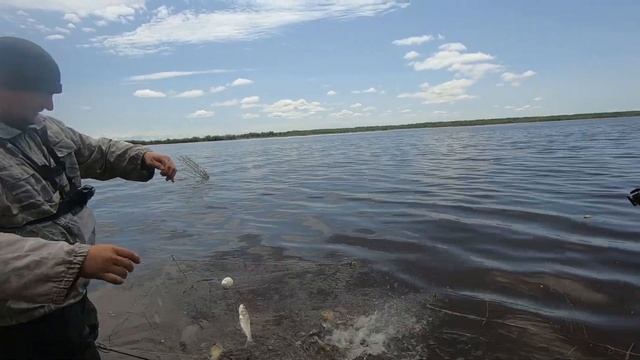 Хапуги полные рыбы, аж трещат.  Рыбалка на Амуре с Amur Fisherman и Fisherman DV 27 RUS.
