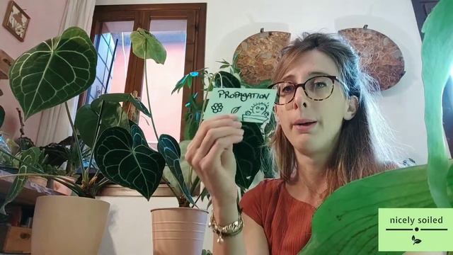 Anthurium Clarinervium - CARE TIPS, PROPAGATION, GROWTH, WATERING, SOIL MIX, TOXICITY