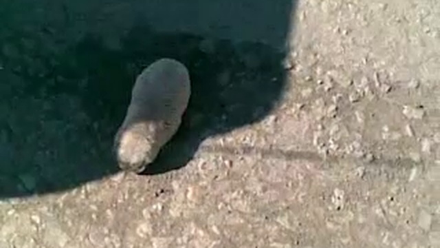 Крот переходит дорогу