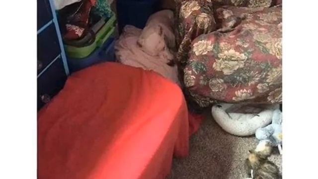 Она не была похоже на других собак...