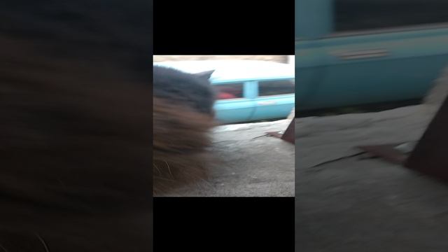 мой самый мой мой мой мой да мой самый красивый котик