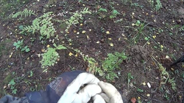 Лесные находки с металлоискателем Minelab Equinox 800