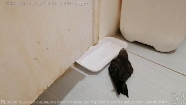 На улице подобрали стрижа, принесли домой а как кормить?
