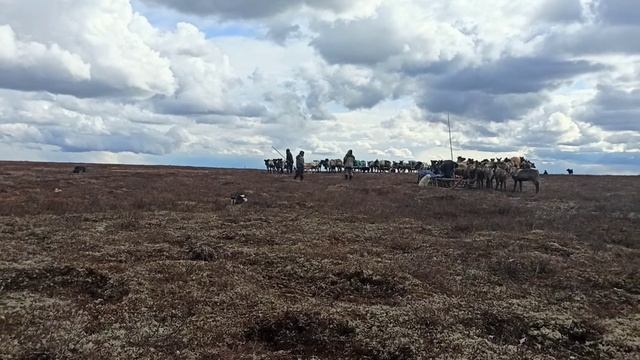 Оленеводы с Сизябска ямдают