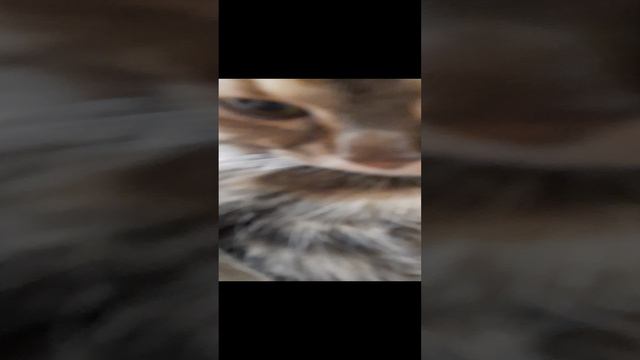 1000026701.mp4