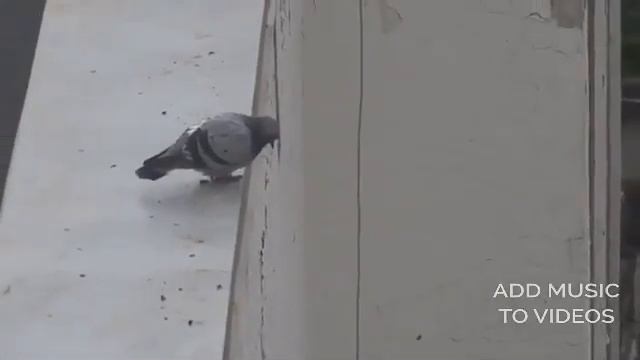 Голубь прыгает с крыши  голубь делает самоубийство  птица падает с крыши  голубь на крыше 