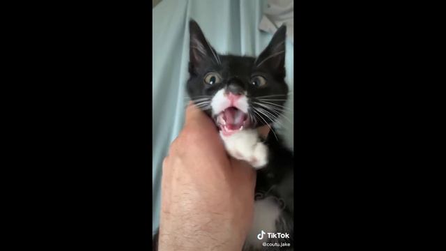 BEST CAT MEMES COMPILATION OF 2020 - 2021 PART 58 (FUNNY CATS)