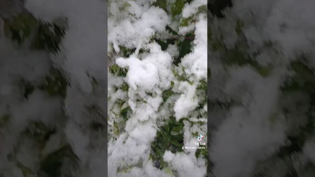 снегопад в мае.mp4