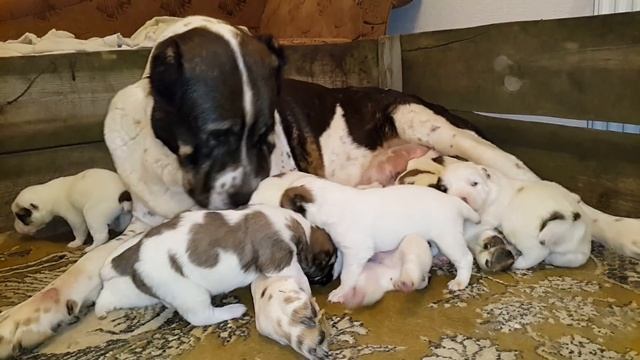 Мама алабай Гуня и ее щенки алабая 12 дней
