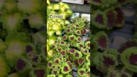 Such a color show from this year’s coleus lineup!
