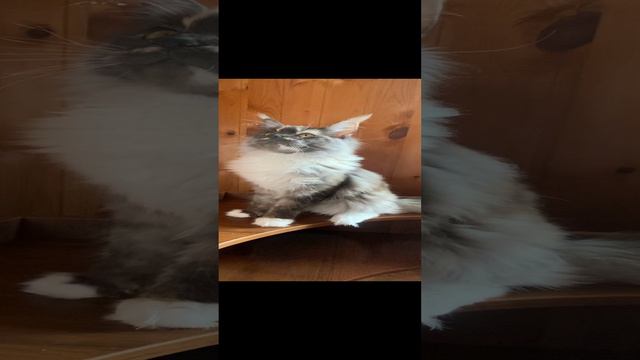 Мейн-кун кошечка 6 мес