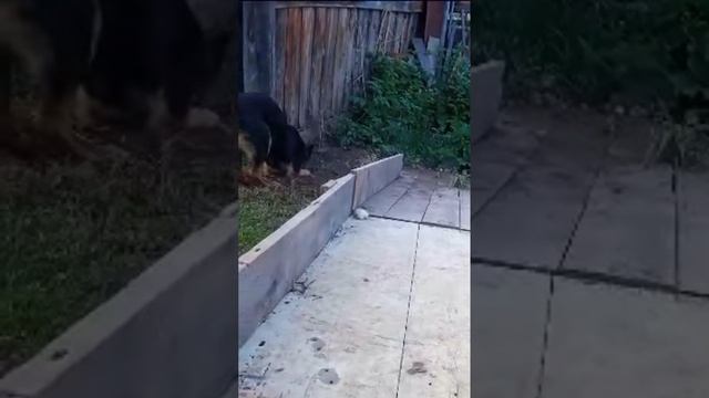 Ая кладоискатель #НемецкаяОвчаркаАя